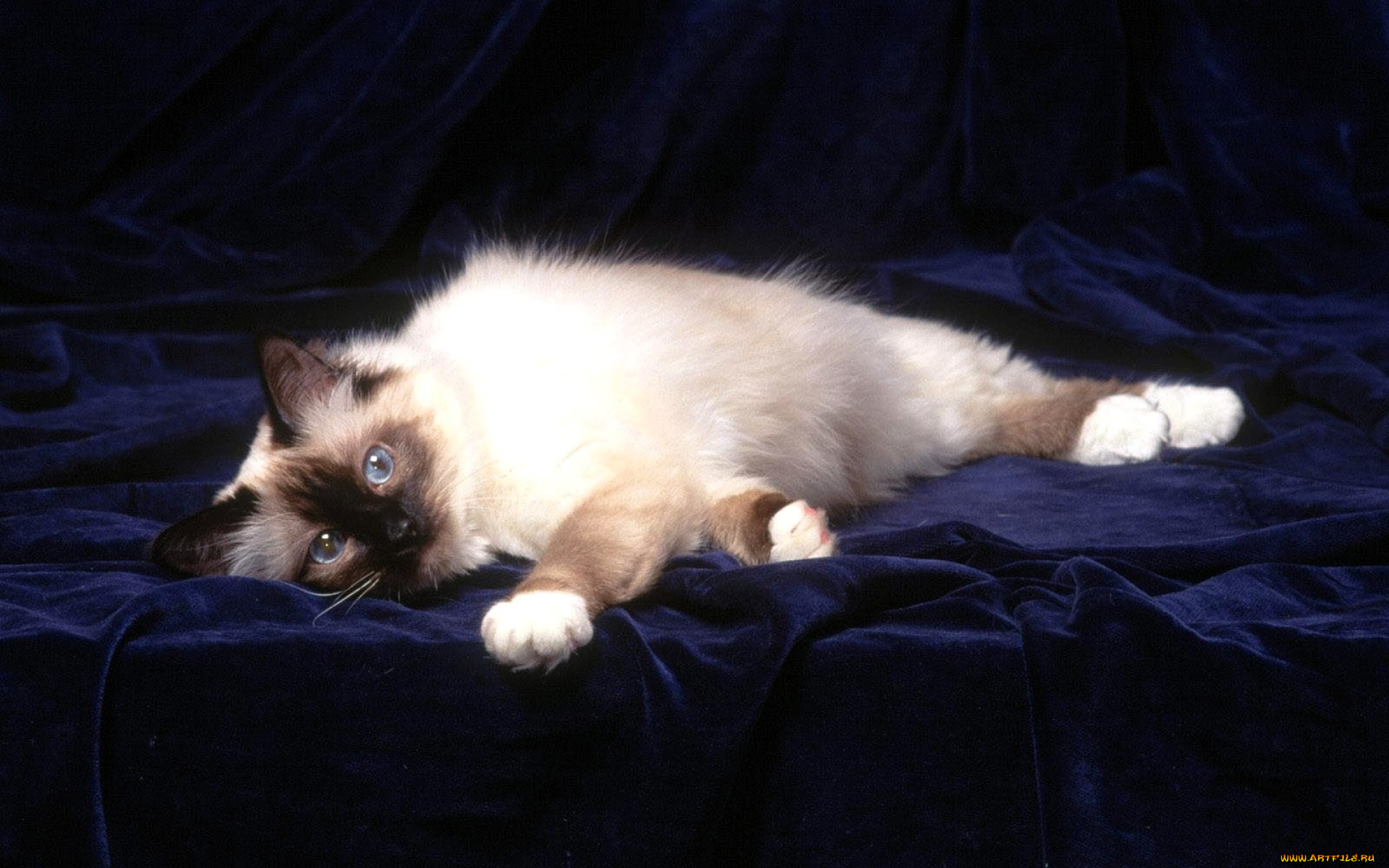 ��������, ����, �������, ��������, �����